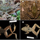Illustration for article titled A New Frog Species Has Been Discovered ... In New York City